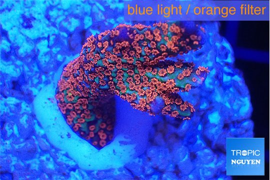 Montipora digitata red 2-4 cm WYSIWYG acclimaté