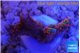 Montipora digitata red 2-3 cm WYSIWYG acclimaté