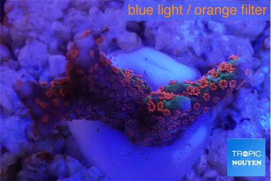 Montipora digitata red 2-3 cm WYSIWYG acclimaté