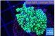 Montipora green & purple polyps 3-4 cm WYSIWYG acclimaté