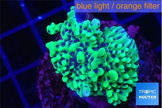 Montipora green & purple polyps 3-4 cm WYSIWYG acclimaté