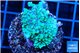 Montipora green & purple polyps 3-4 cm WYSIWYG acclimaté
