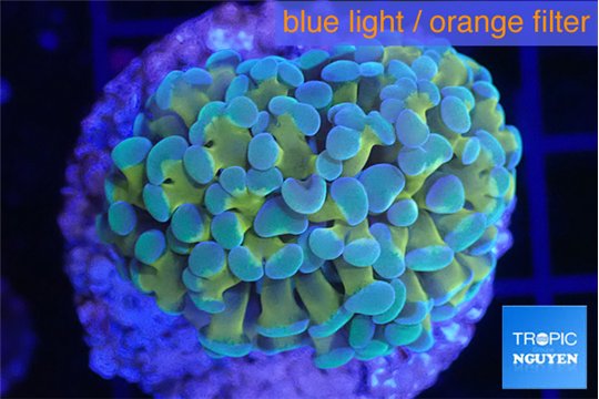 Euphyllia paraancora gold 4-7 cm WYSIWYG acclimaté