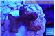 Montipora digitata red 2-3 cm WYSIWYG acclimaté
