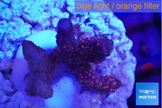 Montipora digitata red 2-3 cm WYSIWYG acclimaté