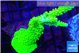Acropora neon green 5-7 cm WYSIWYG acclimaté