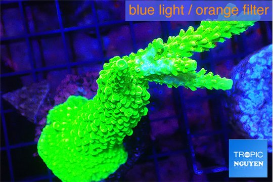 Acropora neon green 5-7 cm WYSIWYG acclimaté