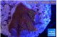 Montipora digitata red 2-4 cm WYSIWYG acclimaté
