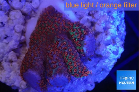 Montipora digitata red 2-4 cm WYSIWYG acclimaté