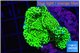 Montipora green 3-5 cm WYSIWYG acclimaté