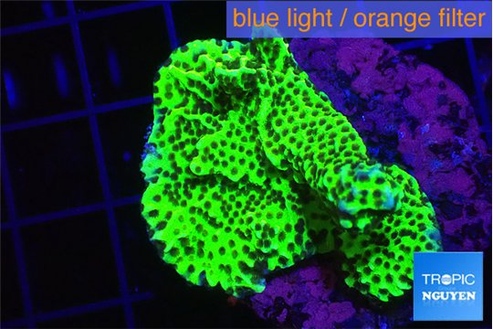 Montipora green 3-5 cm WYSIWYG acclimaté
