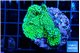 Montipora green 3-5 cm WYSIWYG acclimaté