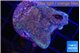 Montipora green & blue polyps Fijii 2-3 cm WYSIWYG acclimaté