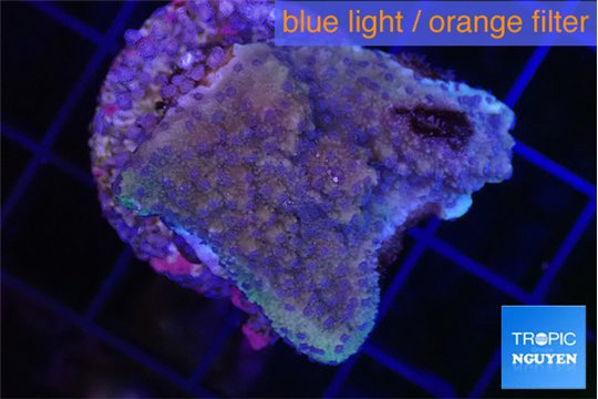 Montipora green & blue polyps Fijii 2-3 cm WYSIWYG acclimaté