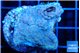 Montipora green & blue polyps Fijii 2-3 cm WYSIWYG acclimaté