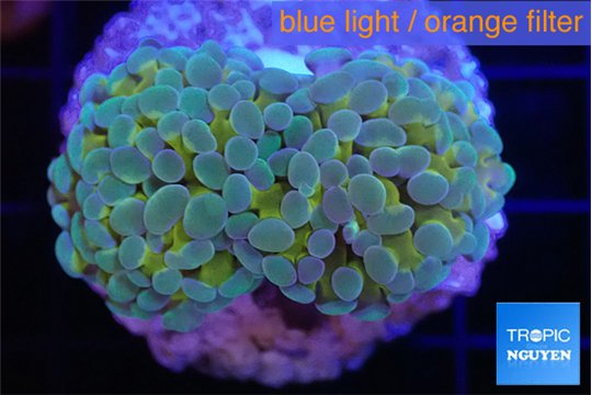 Euphyllia paraancora gold 4-7 cm WYSIWYG acclimaté