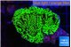 Montipora green 2-4 cm WYSIWYG acclimaté