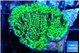 Montipora green 2-4 cm WYSIWYG acclimaté