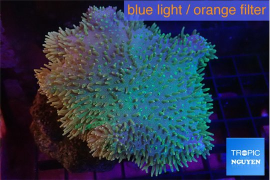 Sarcophyton long polyps 7-12 cm WYSIWYG acclimaté