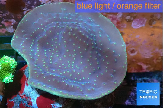 Turbinaria reniformis yellow polyps 6-9 cm WYSIWYG acclimaté