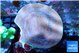 Turbinaria reniformis yellow polyps 6-9 cm WYSIWYG acclimaté