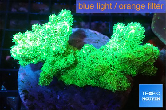 Hydnophora neon green 6-9 cm WYSIWYG acclimaté