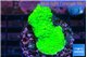Acropora neon green 3-4 cm WYSIWYG acclimaté
