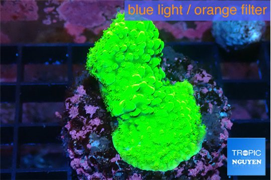 Acropora neon green 3-4 cm WYSIWYG acclimaté