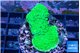 Acropora neon green 3-4 cm WYSIWYG acclimaté