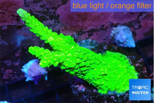 Acropora neon green 4-5 cm WYSIWYG acclimaté