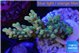 Acropora microclados gold tip 2-4 cm WYSIWYG acclimaté