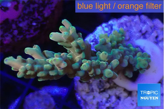 Acropora microclados gold tip 2-4 cm WYSIWYG acclimaté