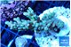 Acropora microclados gold tip 2-4 cm WYSIWYG acclimaté