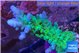 Acropora green & blue tip Fijii 3-5 cm WYSIWYG acclimaté