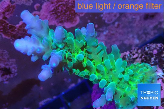 Acropora green & blue tip Fijii 3-5 cm WYSIWYG acclimaté