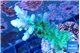 Acropora green & blue tip Fijii 3-5 cm WYSIWYG acclimaté