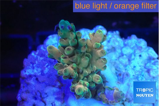 Acropora microclados gold tip 2-3 cm WYSIWYG acclimaté