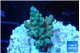 Acropora microclados gold tip 2-3 cm WYSIWYG acclimaté