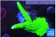 Acropora neon green 4-6 cm WYSIWYG acclimaté