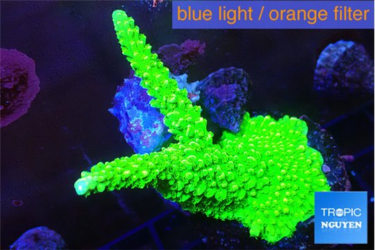 Acropora neon green 4-6 cm WYSIWYG acclimaté
