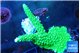 Acropora neon green 4-6 cm WYSIWYG acclimaté