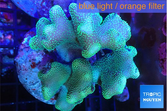 Stylophora green 7-11 cm WYSIWYG acclimaté