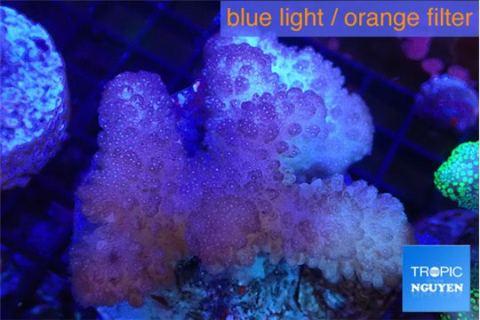 Pocillopora verrucosa pink 7-10 cm WYSIWYG acclimaté