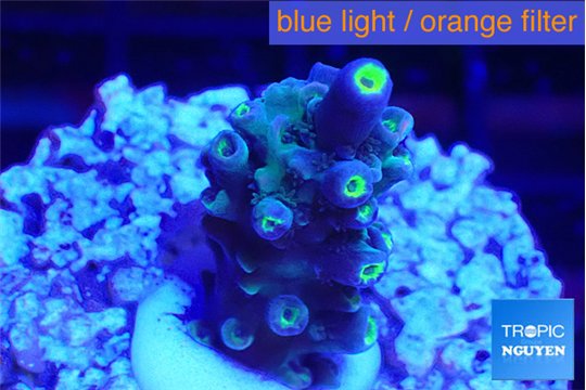 Acropora Walt Disney 2-3 cm WYSIWYG acclimaté