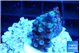 Acropora Walt Disney 2-3 cm WYSIWYG acclimaté
