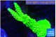 Acropora neon green 4-6 cm WYSIWYG acclimaté