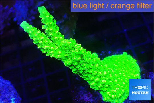 Acropora neon green 4-6 cm WYSIWYG acclimaté