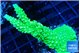 Acropora neon green 4-6 cm WYSIWYG acclimaté