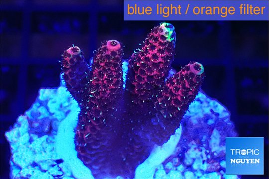 Acropora hyacinthus pink 2-4 cm WYSIWYG acclimaté