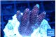 Acropora hyacinthus pink 2-4 cm WYSIWYG acclimaté